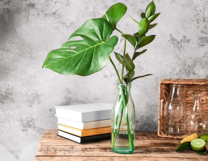 plant in a vase decorating a desk showing one of the Monstera plant benefits