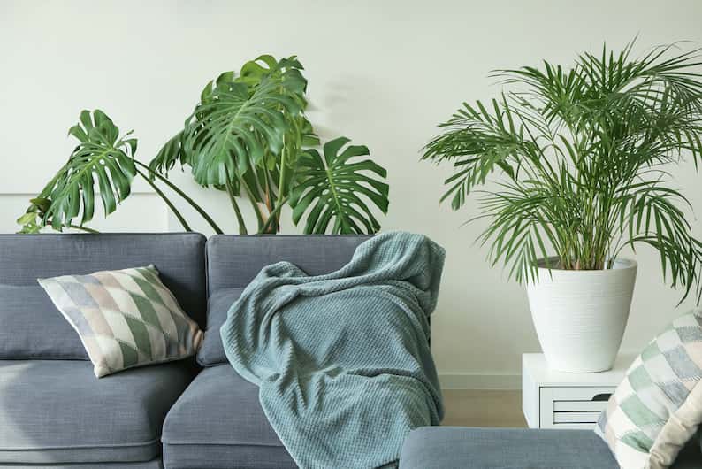 Monstera plant in a lounge room