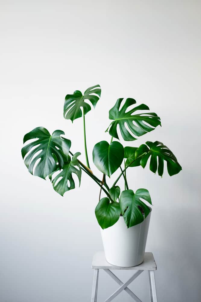 Monstera in a white pot