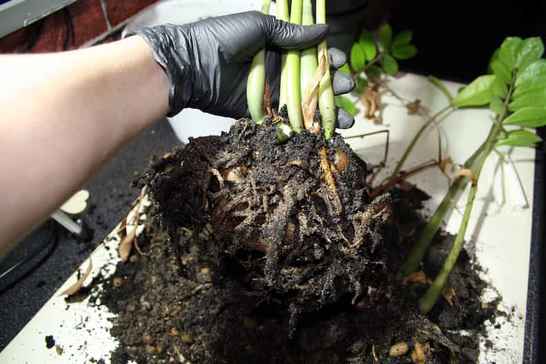 mushy roots as evidence of Monstera root rot