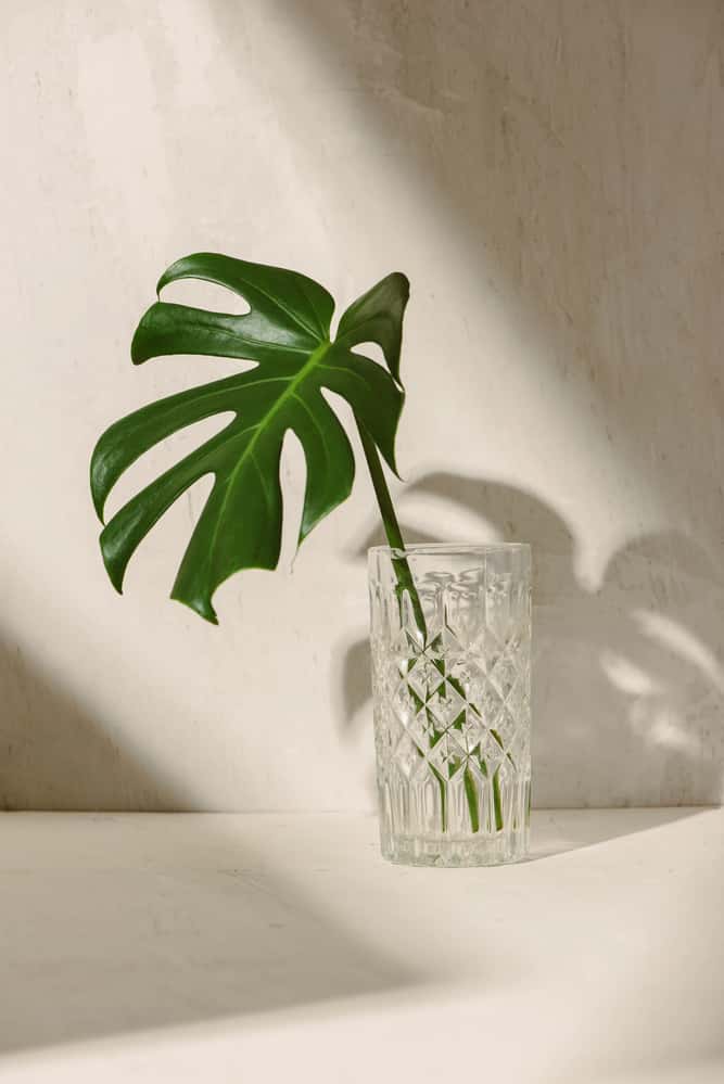 Monstera Spruceana cutting being propagated in water