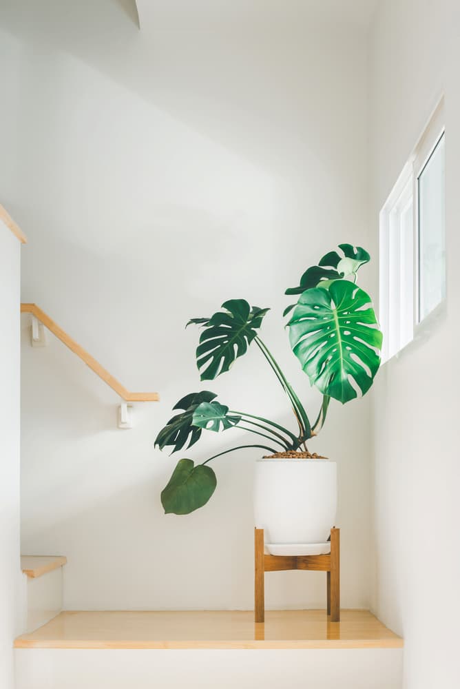 monstera in temperatures and light that it likes near a window