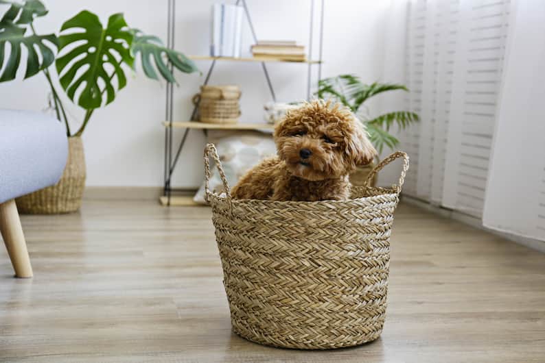 basket with dog in it next to toxic Monstera plant