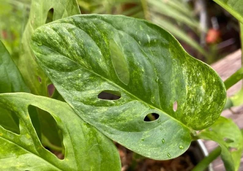 Mosaic Virus on Monstera: How to Identify, Treat and Prevent It