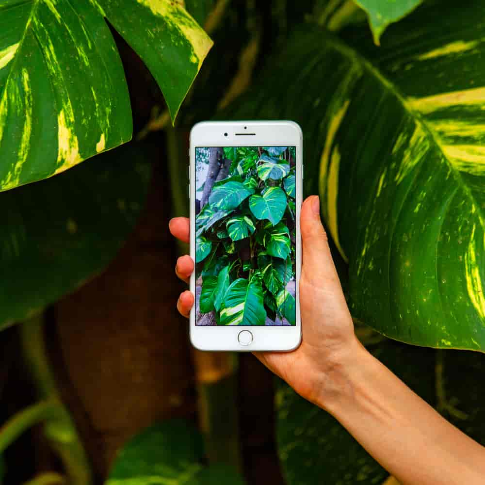 person taking photo of plants