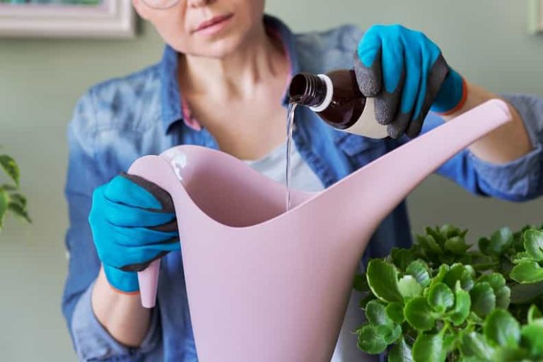 woman preparing fertilizer to help a pothos with leaves curling after repotting