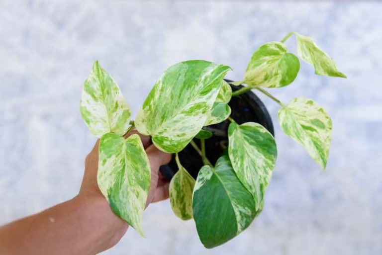 Marble Queen pothos variety