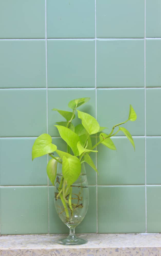 example of how you are able to grow satin pothos in water