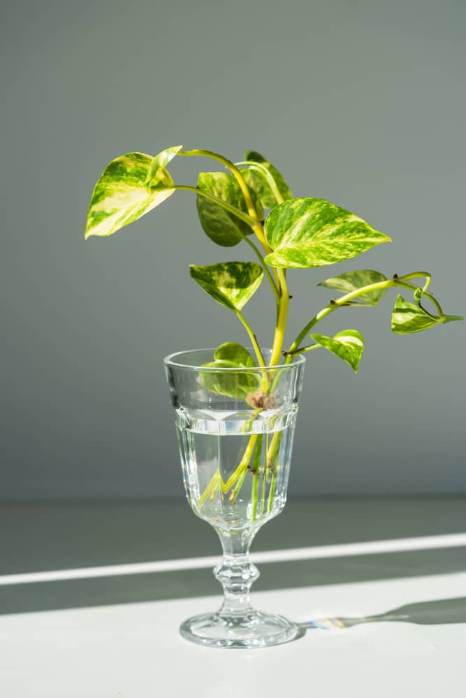 example of how Satin Pothos can be propagated in water