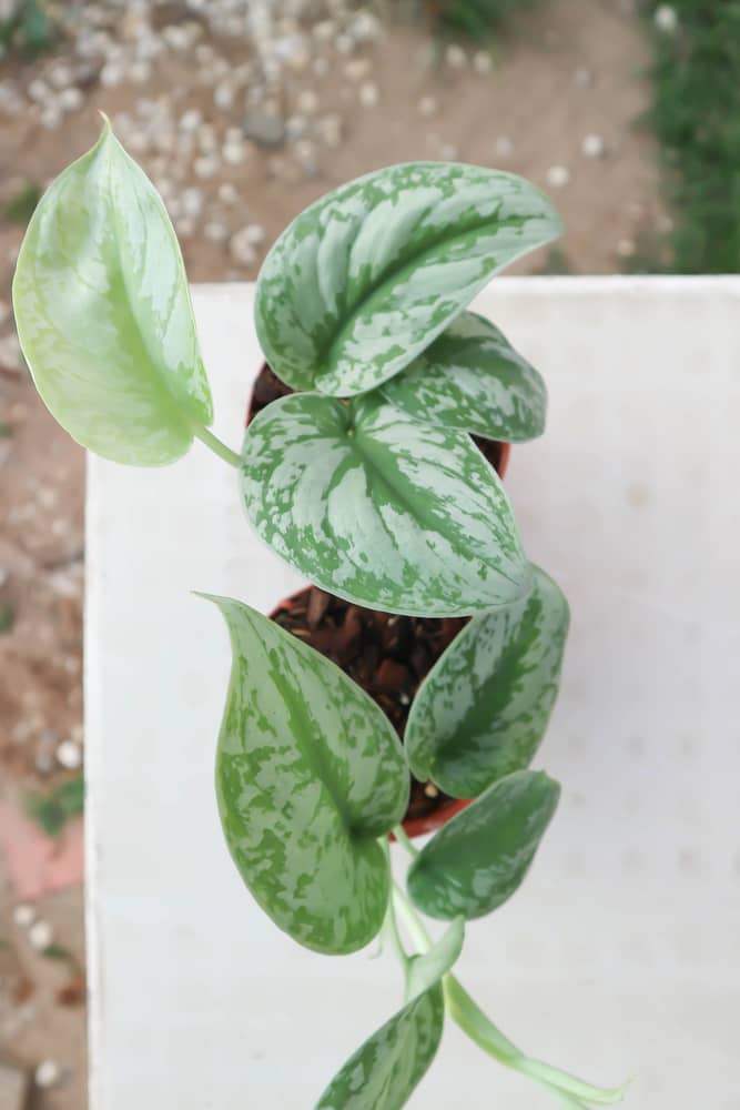 satin silver pothos leaves curling and yellow