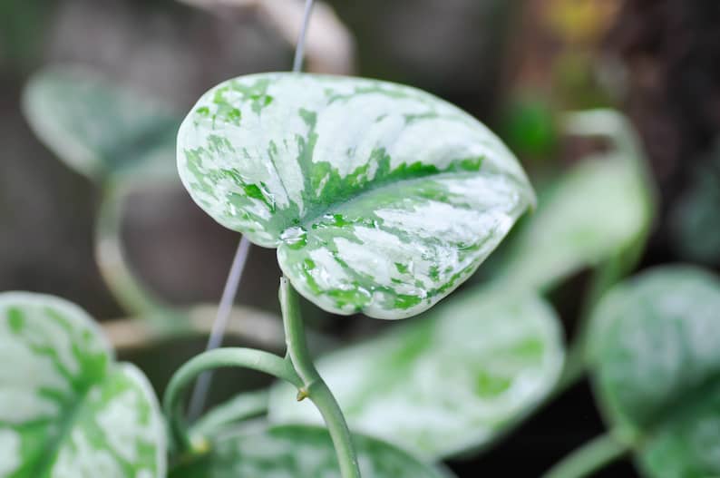 silver pothos with leaves curling inward