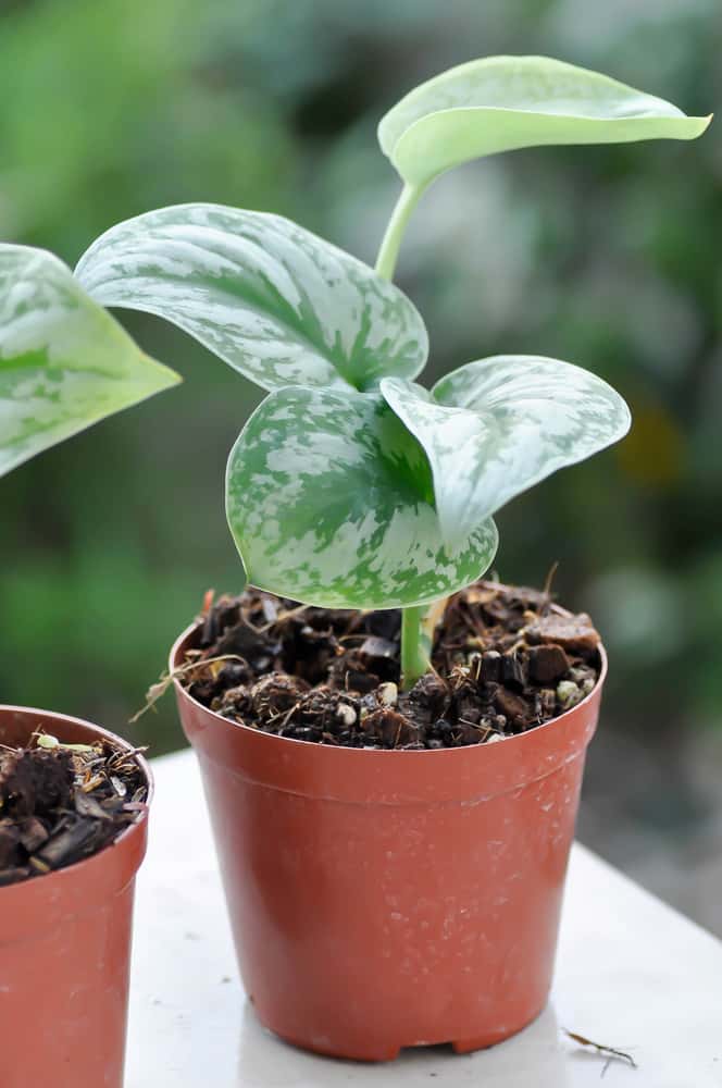 juvenile silver pothos with leaves curling after repotting and propagation