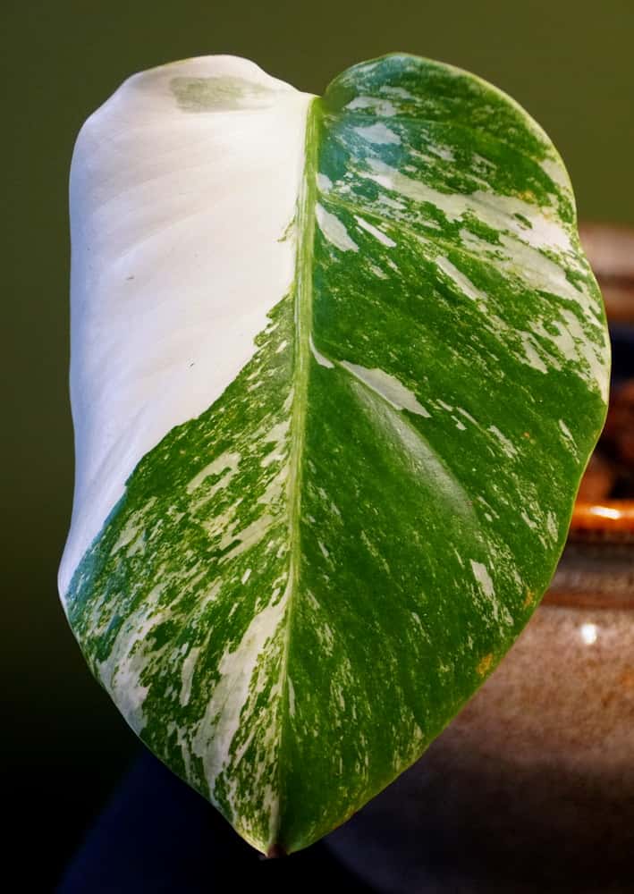 rare partly albino Monstera leaf with variegation