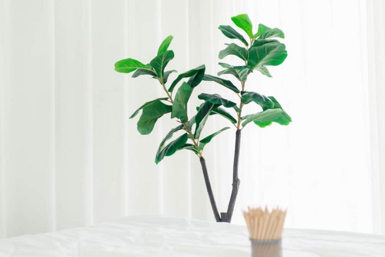 fiddle leaf fig with multiple stems