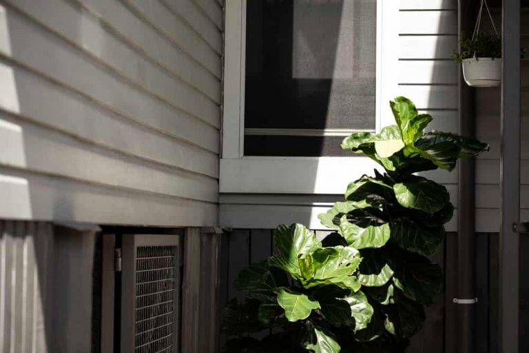 Can a Fiddle Leaf Fig Live Outdoors? (Full Outside Care Guide)