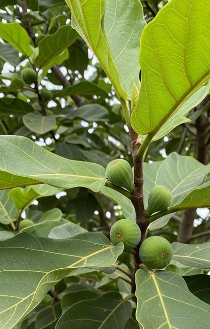 Close-up of fiddle leaf fig fruit growing on a large fiddle leaf fig tree outdoors, for fiddle leaf fig tree fruit
