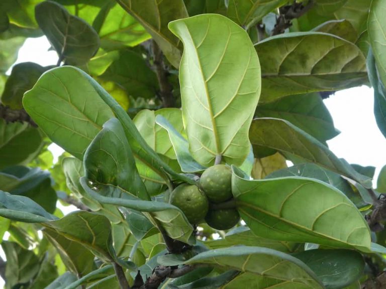 fiddle leaf fig tree fruit on a plant
