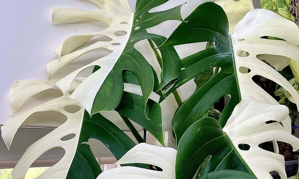 Half Moon Monstera: The Ultimate Guide
