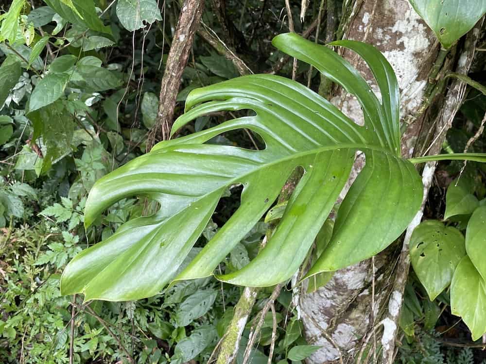 Monstera dissecta in the wild