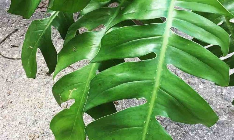 Monstera Dissecta Care: The Ultimate Guide