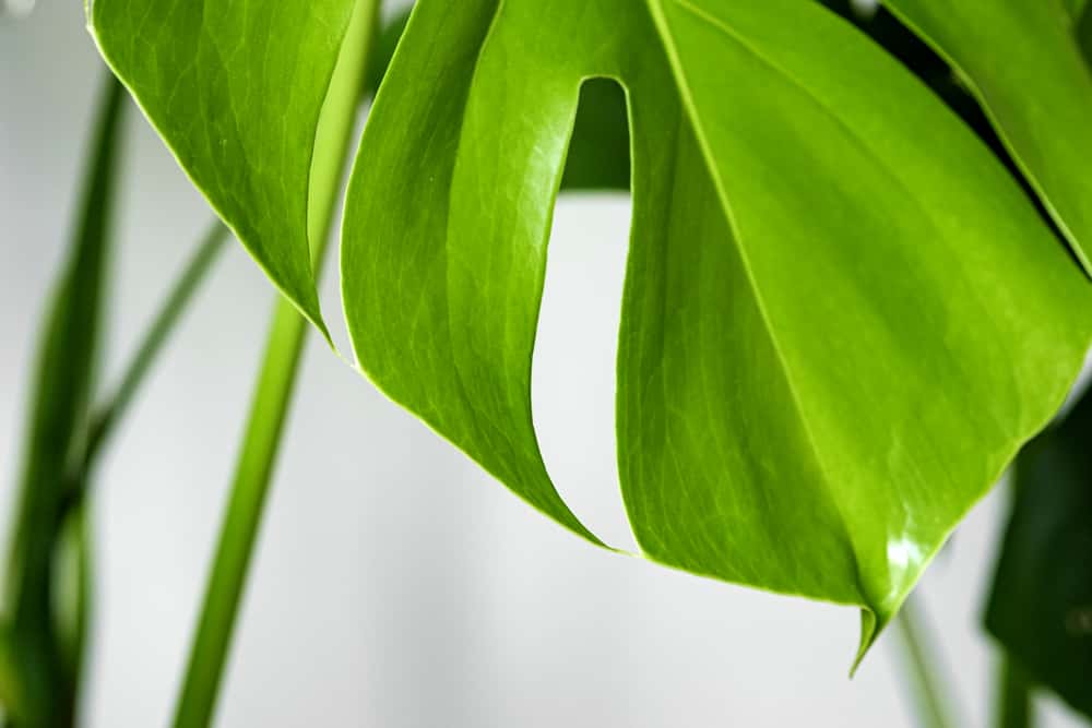a monstera leaf growing back after breaking off
