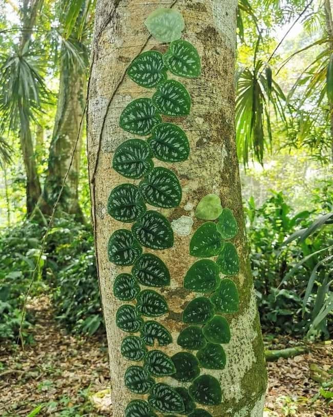 Monstera dubia, a type of Monstera in the wild