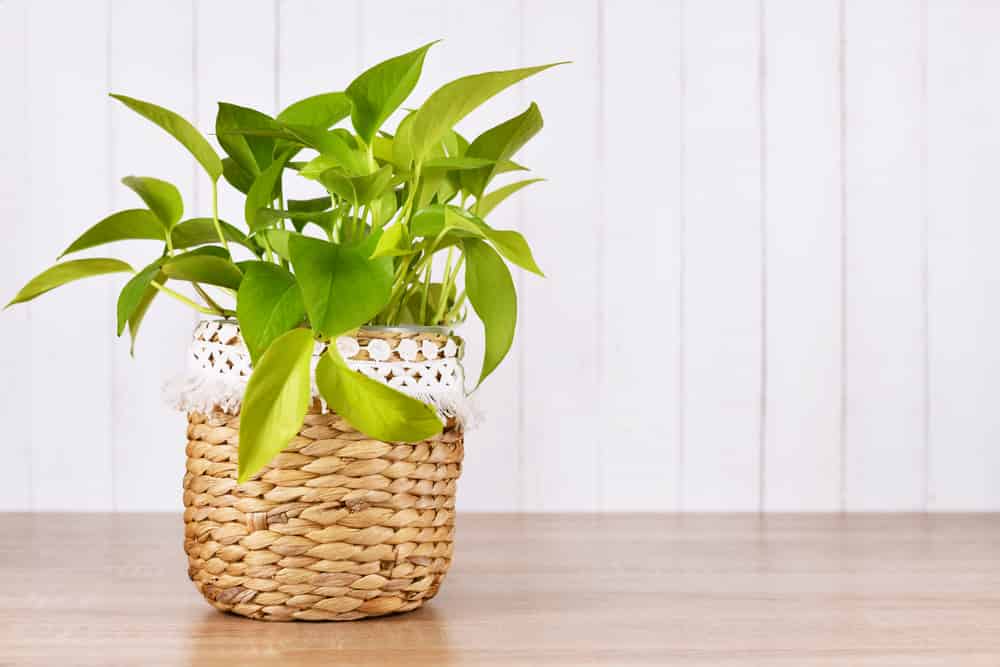 example of a pothos vs philodendron