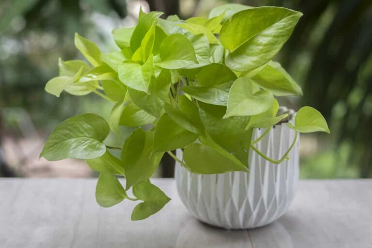 7 Signs of a Root Bound Pothos (and How to Fix It)