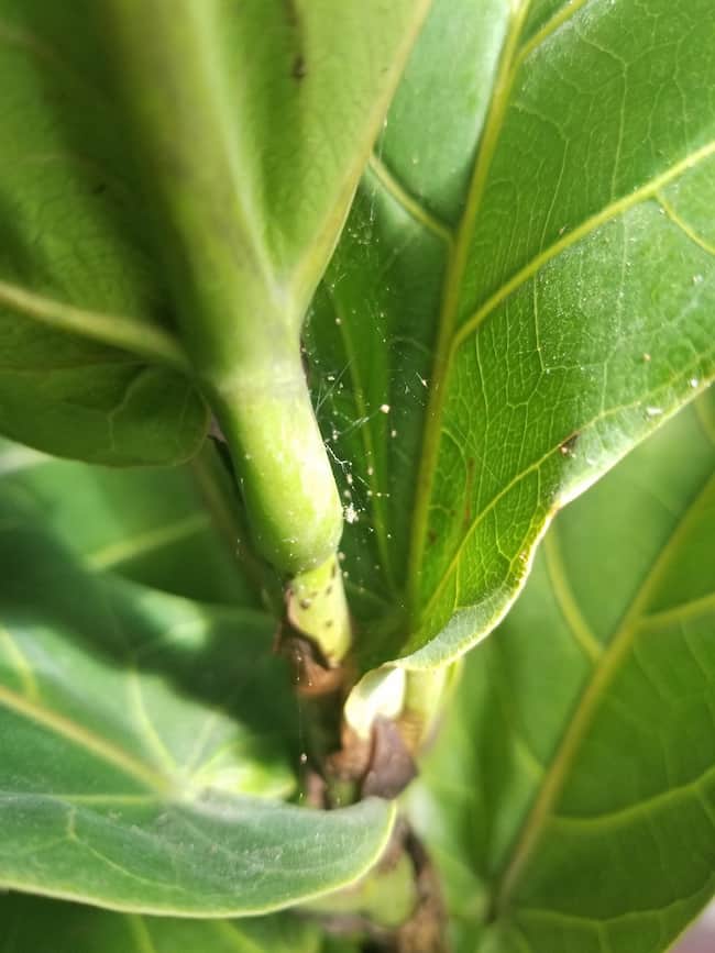 signs of spider mites on a fiddle leaf fig