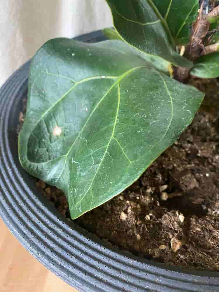 small white spots on a fiddle leaf fig