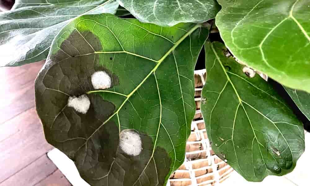 spots on a leaf as one of the main fiddle leaf fig problems