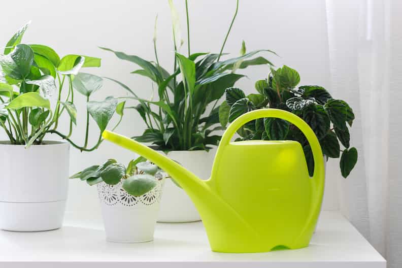 watering can next to plants to avoid fiddle leaf fig tree leaves curling and going brown