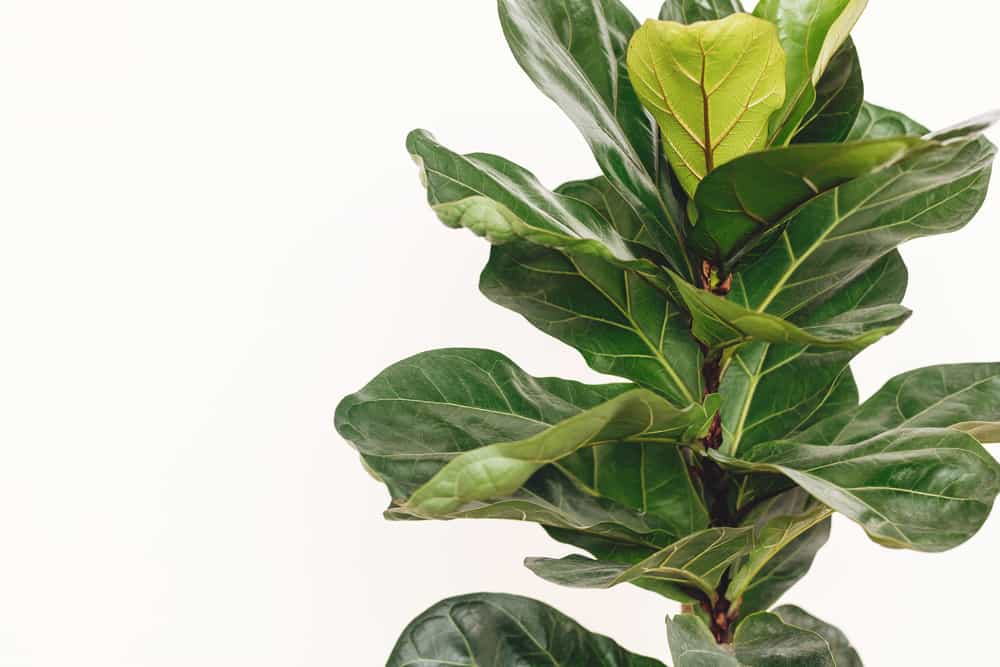 leaves of a fiddle leaf fig whose roots are showing