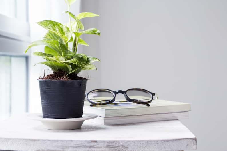 glasses next to a pothos that's not growing