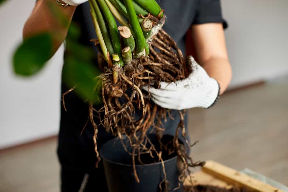 root rot in a pothos plant