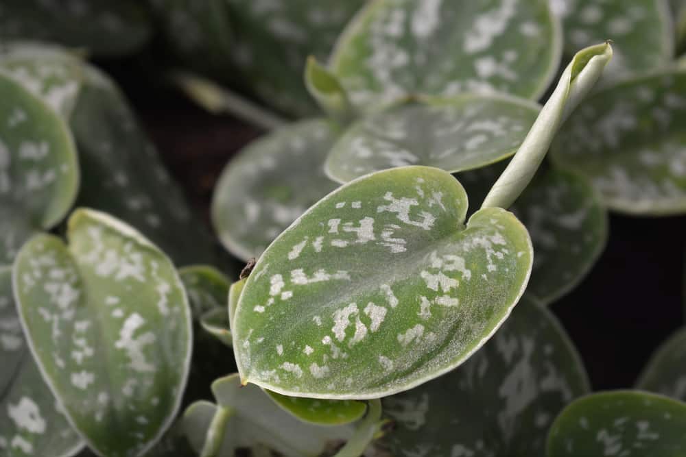 silver satin pothos leaf