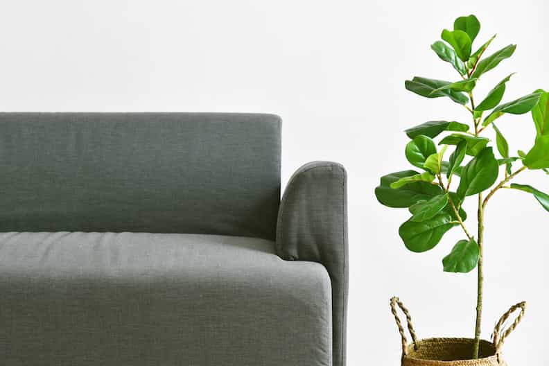 thin plant before shaking a fiddle leaf fig to strengthen it