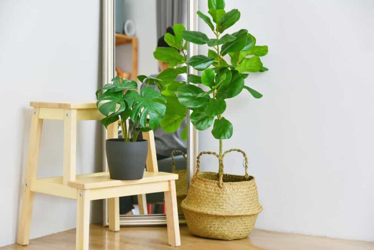 8 Steps to Strengthen a Fiddle Leaf Fig Trunk (+ Shaking It?)