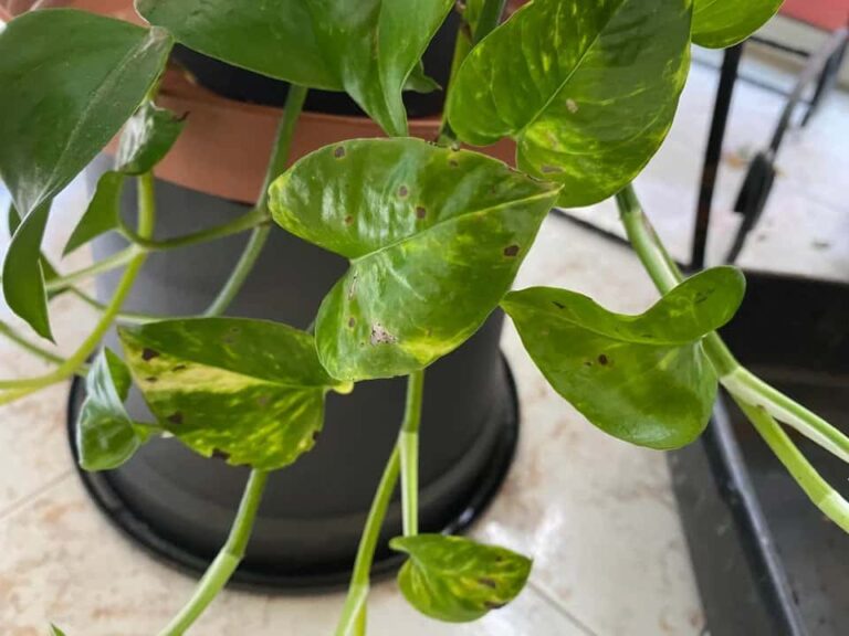 How to Identify (and Treat) Bacterial Leaf Spot on Pothos