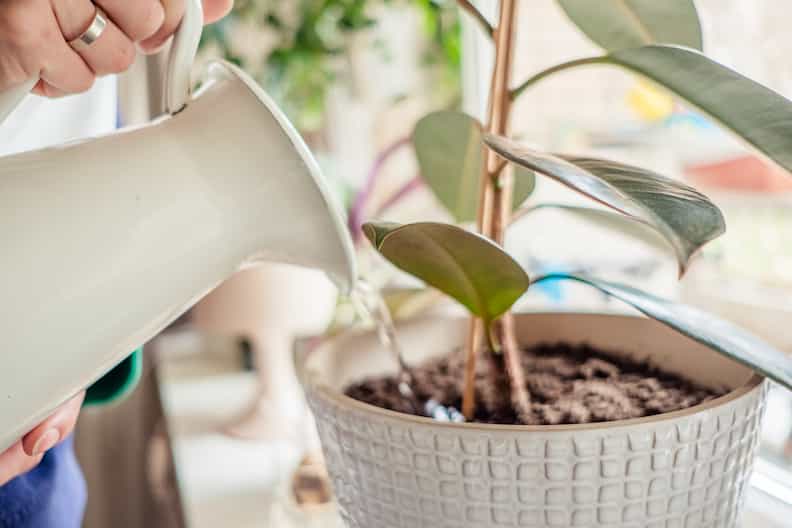 someone pouring water to try to revive a dead fiddle leaf fig