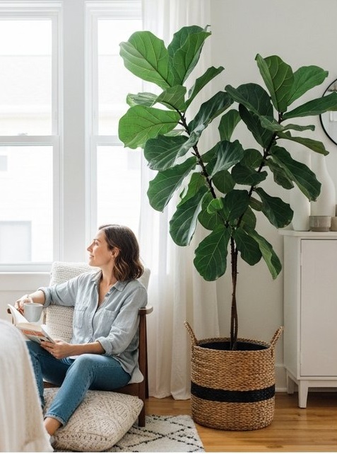 a person relaxing near a large fiddle leaf fig plant in a bright home interior