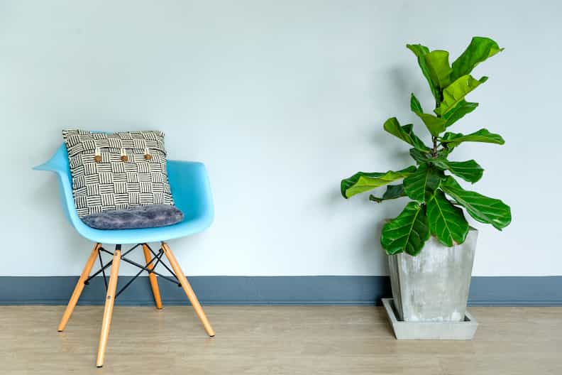 fiddle leaf fig next to chair