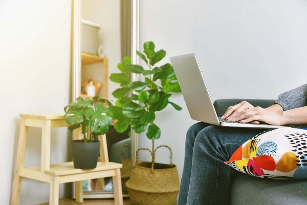 person on laptop next to her houseplants taking advantage of the fiddle leaf fig benefits in her home