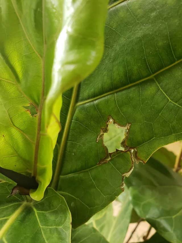 holes in fiddle leaf fig leaves
