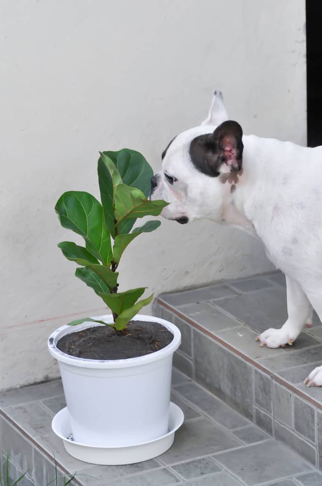 fiddle leaf fig that's toxic to dogs next to one