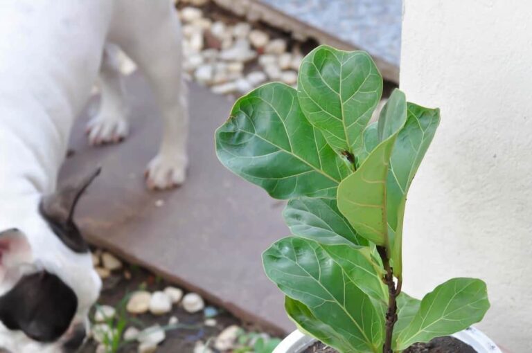 Are Fiddle Leaf Figs Toxic to Dogs?