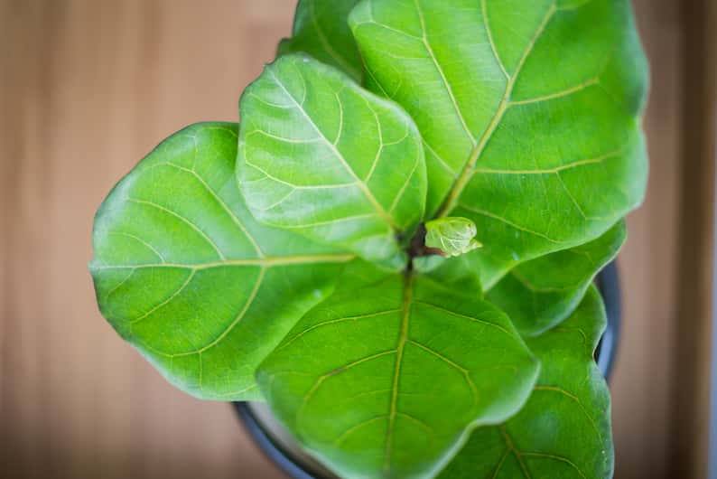 new fiddle leaf fig leaves growing on a plant