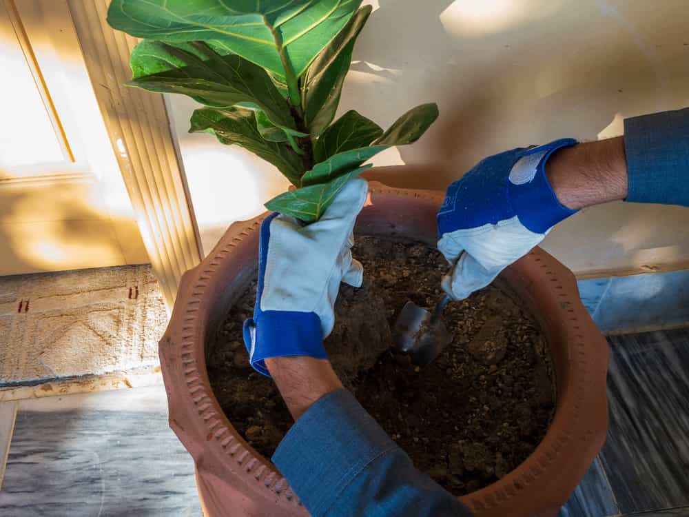 person repotting a fiddle leaf fig