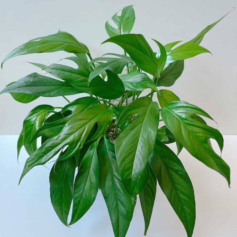 Baltic Blue Pothos Care: The Ultimate Guide