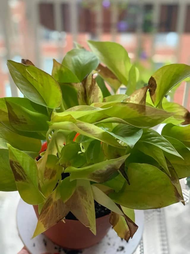 A sunburnt pothos with brown spots on its leaves